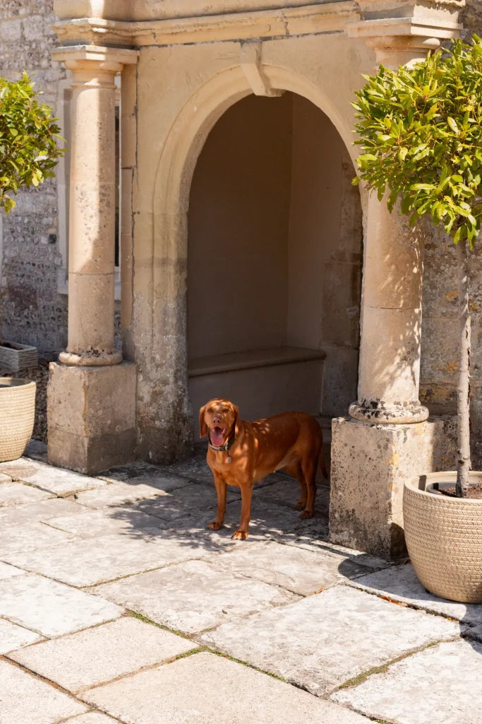 Brown dog standing beneath an arched entrance