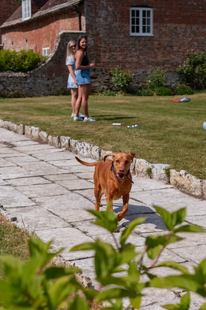 Brown dog walking across the courtyard with guests in the background